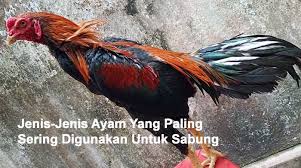 Jenis ayam bangkok dan ciri fisiknya yang berkualitas juara. Jenis Jenis Ayam Yang Paling Sering Digunakan Untuk Sabung Sabung303 Net