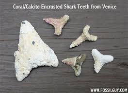 Fossilguy Com Guide To Venice Beach Fossil Shark Teeth Hunting