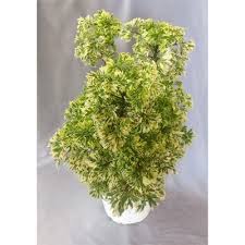 Image result for Polyscias