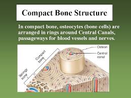 .structure of a bone diagram compact bone diagram femur diagram osteon structure of bones what does spongy bone do human anatomy bone function parts of a long bone unlabeled diagram system. Compact Bone Cell Diagram