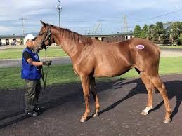 サマーセールでサウスヴィグラスの牝馬を購入しました 馬主になるには日記