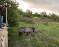Black rhinos in Kgalagadi Transfrontier Park