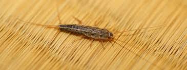1.3 small bugs in bed with wings. How To Get Rid Of Silverfish Silverfish Habitat Control