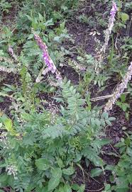 Image result for Hedysarum