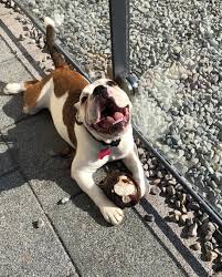 Finding the right miniature english bulldog puppy can be dog gone hard work. Big Smiles After Breaking The Coconut Also Have Many Of You Seen A English Bulldog With A Long Tail 9gag