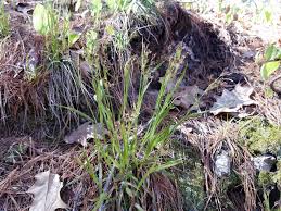 Image result for Luzula johnstonii