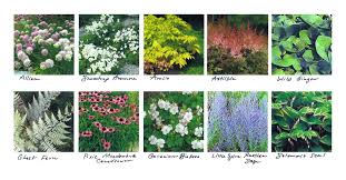 We did not find results for: A Minneapolis Landscape Architect S Top 10 Perennial Picks Ground One