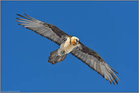 Hinab in die bergtäler fliegen bartgeier selten bis nie. Im Suchflug Bartgeier Gypaetus Barbatus