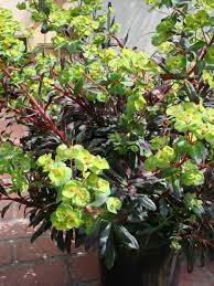 Image result for Euphorbia glanduligera