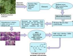 Image result for Phyllanthus fraternus