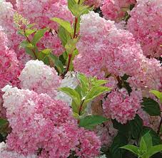 Hydrangea Paniculata Vanille Fraise Hortensia A Panicules Vanille Fraise Pot De 3 Litres Jardin Des Gazelles Jardinerie En Ligne Hydrangea Paniculata Hydrangea Paniculata Vanille Fraise Vanille Fraise