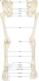 Vector illustration with human skeleton scheme isolated on a white background. Pelvic Girdle And Lower Limb Overview And Surface Anatomy Clinical Gate