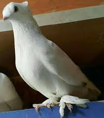 Pin By Blt Blt On Guvercin Pidgeon Bird Animals Pigeon