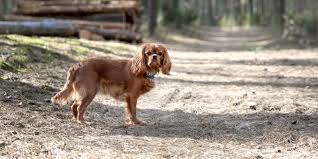 Hours may change under current circumstances Welcome To Berkeley Dog Cat Hospital Gp Emergency Veterinarians
