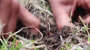 To read more stories like most expensive himalayan herb keeda jadi, do follow us on facebook, twitter, and instagram. Yarsagumba Keeda Jadi Youtube