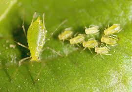 Sometimes confused as scale, aphids are a bug that can create a unsightly mess in your azaleas. How To Control And Eradicate Aphids Gardener S Path
