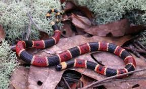Black And Yellow Snake North Texas Pin On Irritating Bugs Plants Animals