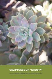 Graptosedum Ghosty Succulents And Sunshine Succulents Ghost Plant Planting Succulents