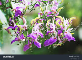 Image result for Brillantaisia owariensis