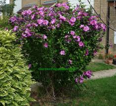 While shaping or pruning can be done at any time, pruning in late winter or. Expert Advice On Hibiscus Syriacus Rose Of Sharon