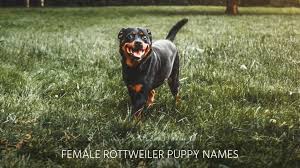 These dogs demand really strong and powerful names. Ultimate List Of The Top 800 Rottweiler Dog Names German Male Female Cool And Best Puppy Name Ideas