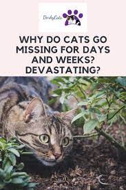 Why Do Cats Go Missing For Days Devastating Cats Cat Behavior Facts Cats And Kittens