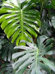 Selain 8 manfaat dan khasiat daun sukun kering untuk kesehatan yang disebutkan sebelumnya, masih. Manfaat Daun Sukun