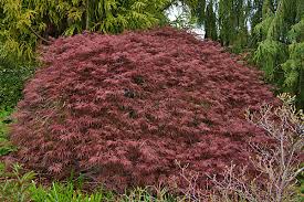 Check spelling or type a new query. Garnet Laceleaf Japanese Maple 7 Gl Size Cloud Mountain Farm Center Nursery