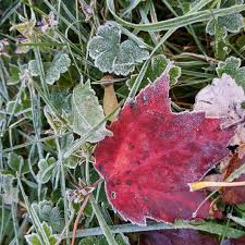 Preparing the Bedford Garden for Winter | The Bedford Tribune