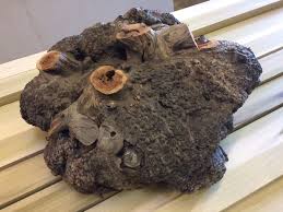 Image result for manzanita burls