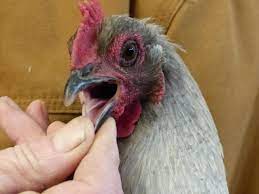 Can Chickens Smell And Taste The Scoop From The Coop