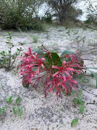 Image result for Ammocharis tinneana