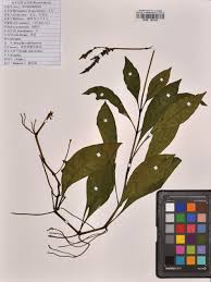 Image result for Justicia nyassana