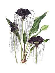 Pin On Flower Drawing