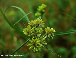 Image result for Cyperus rigidifolius