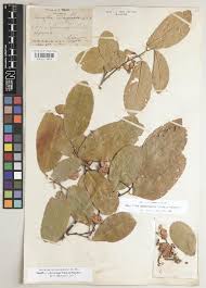 Image result for Argyrolobium macrophyllum