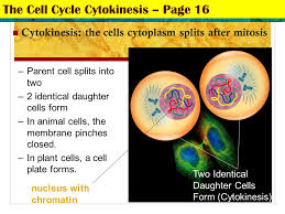 Provides shape, p rotects the inner organelle of the cell and a cts as a selectively permeable membrane. Chapter 10 Mitosis And Cytokinesis Warm Up 11 20 List The Differences Between Asexual And Sexual Reproduction Name Two Types Of Asexual Reproduction Ppt Download