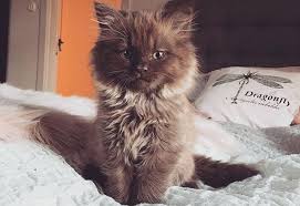 Teddy Bear Kitten Found Dream Home And Blossomed Into Happy Cat In 2020 Happy Cat Kitten Cats