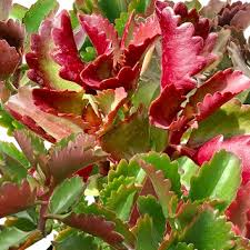 Image result for Kalanchoe sexangularis