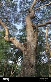 Image result for Acacia davyi