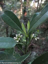 Image result for Craterispermum schweinfurthii
