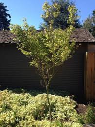 This post may contain affiliate links. Japanese Maple Has Large Black Spot On Bark