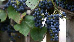 Accustomed to the domesticated grapes (vitis vinifera) native to europe, the rampant vines and fruits of the wild grapes encouraged grape connoisseurs to hybridize various species to produce. Wild Grape Wine Meoru De Seo Beloved By Connoisseurs Korea Net Mobile Site