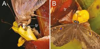 Bees get the nectar they need to make honey by traveling between flowers. The Ecological Role Of Extremely Long Proboscid Neotropical Butterflies Lepidoptera Hesperiidae In Plant Pollinator Networks Springerlink