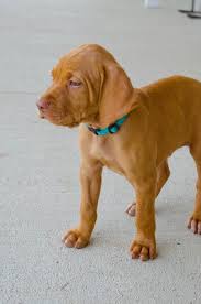 The litter was whelped on april 8, 2019. Puppies Glory Days Vizslas