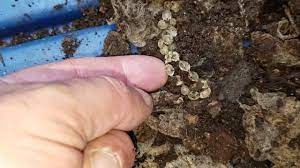 Their populations can grow rapidly in cool. Slug Eggs In A String Youtube