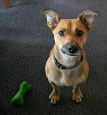 Simon says happiness is a pool full of toys. Simon says happiness is also  dedicated volunteers who give up their Saturday to help at Wescue HQ. Simon  says thanks for nail trims,