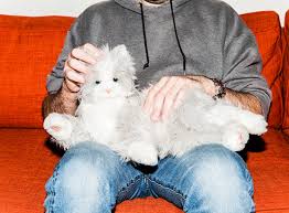 Say that your anthropomorphic character is from the wrong side of the tracks — a true scrapper from the … on each other. How Adopting A Robot Cat Designed For Old People Ruined My Life Thrillist