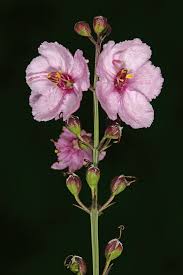 Image result for Sopubia eminii