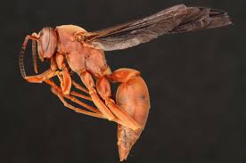 What are facts about hornets? Polistes Carolina Wikipedia